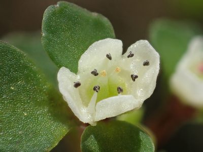 Chrysosplenium hebetatum, photographed by 葉子