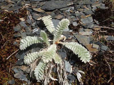 Argentina leuconota, photographed by 葉子