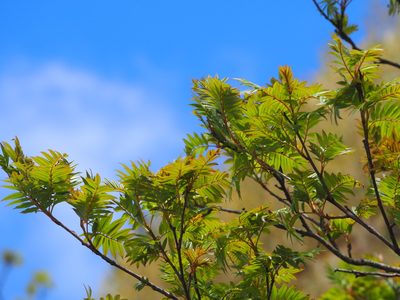 Sorbus randaiensis, photographed by 葉子