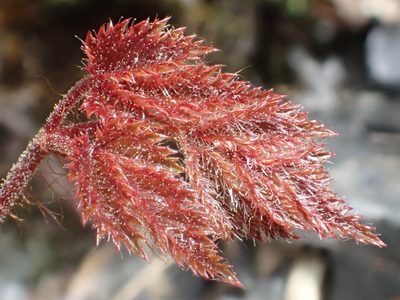Astilbe macroflora, photographed by 葉子