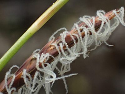 Carex odontostoma, photographed by 葉子