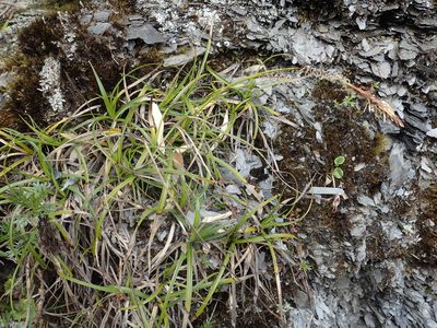 Carex odontostoma, photographed by 葉子
