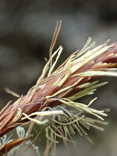 Carex odontostoma, photographed by 葉子