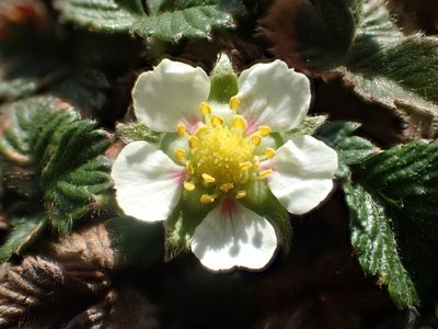 Fragaria hayatae, photographed by 葉子