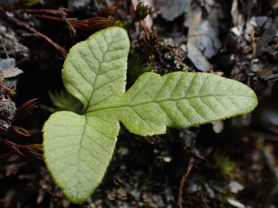 Selliguea quasidivaricata, photographed by 葉子