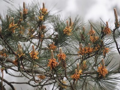 Pinus taiwanensis, photographed by 葉子