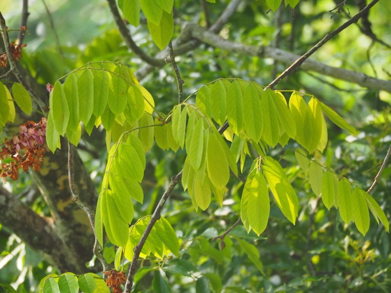 Derris taiwaniana, photographed by 葉子