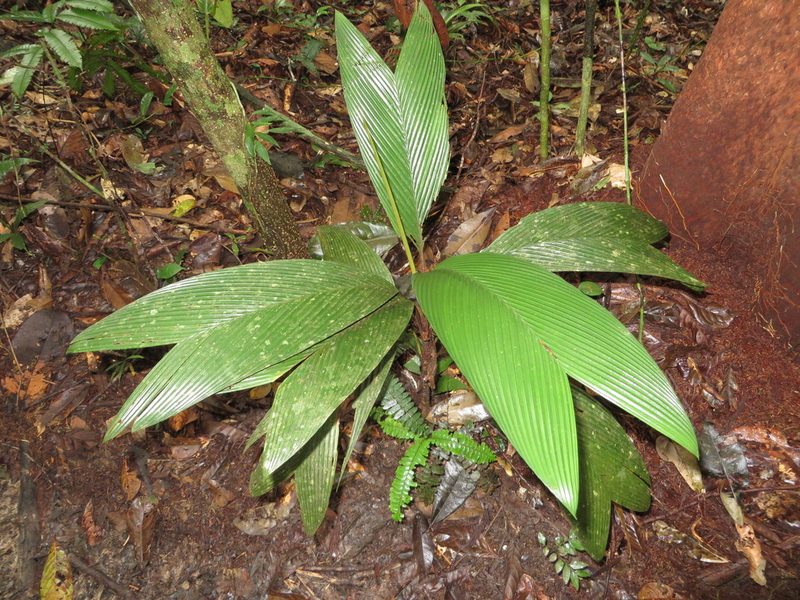 Geonoma stricta, photographed by Jens-Christian Svenning