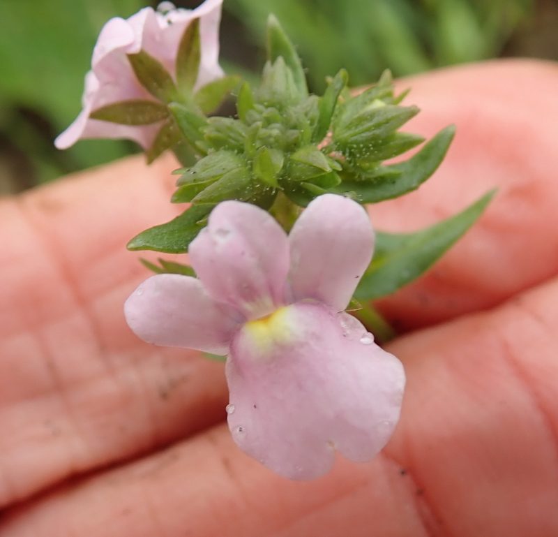 Nemesia denticulata, photographed by Peter Warren
