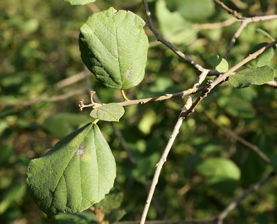 Cordia monoica, photographed by Wynand Uys