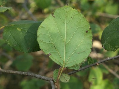 Cordia monoica, photographed by Wynand Uys