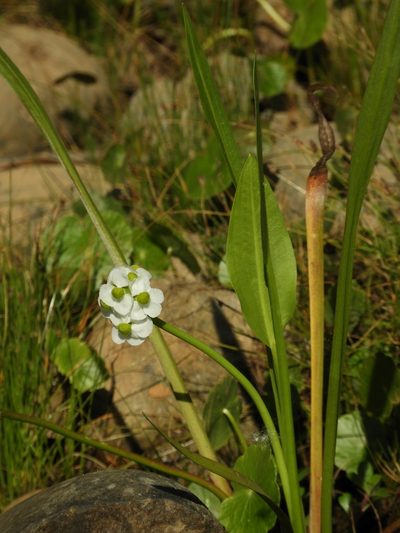 Sagittaria sanfordii, photographed by Mary K. Hanson