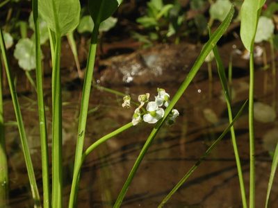 Sagittaria sanfordii, photographed by Mary K. Hanson