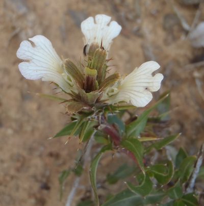 Blepharis ilicina, photographed by Nicola van Berkel