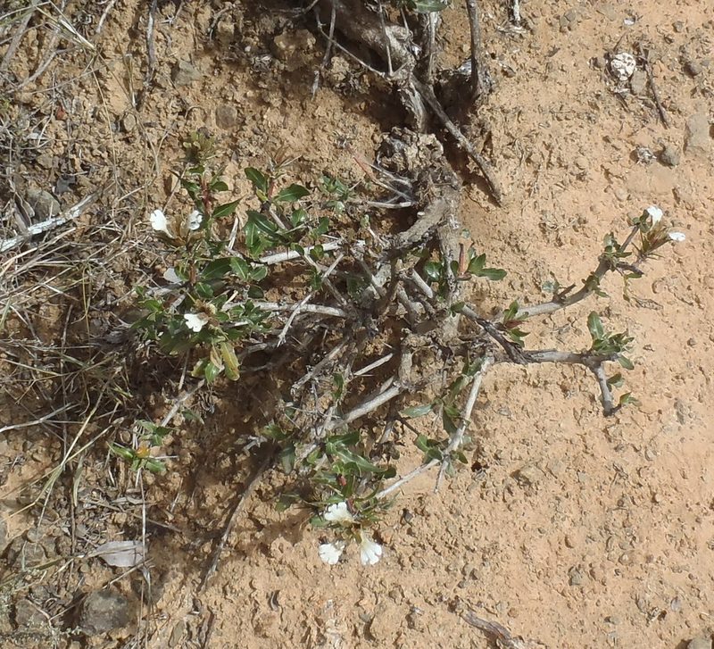 Blepharis ilicina, photographed by Nicola van Berkel