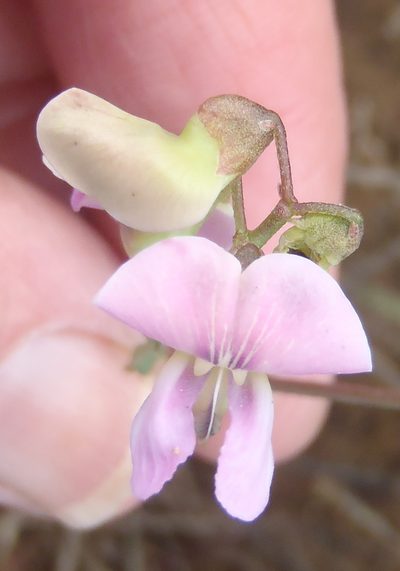 Dolichos hastiformis, photographed by Nicola van Berkel