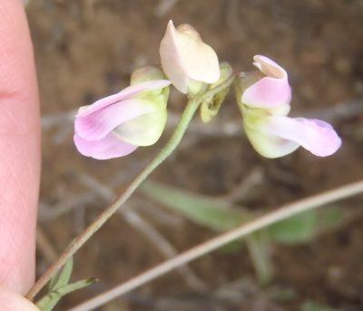Dolichos hastiformis, photographed by Nicola van Berkel