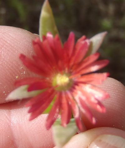 Delosperma acuminatum, photographed by Nicola van Berkel