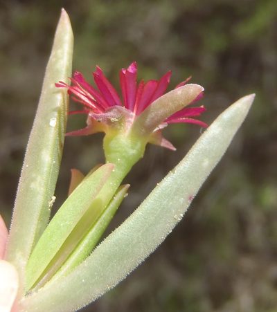 Delosperma acuminatum, photographed by Nicola van Berkel