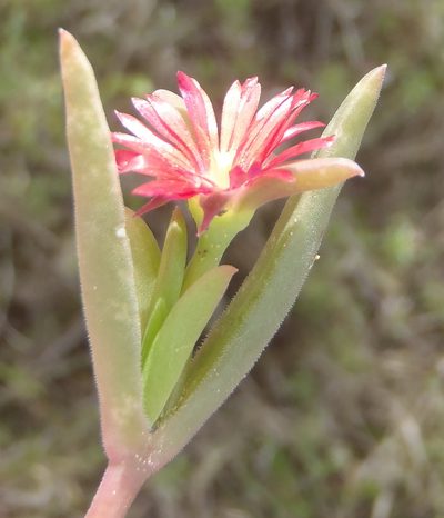 Delosperma acuminatum, photographed by Nicola van Berkel