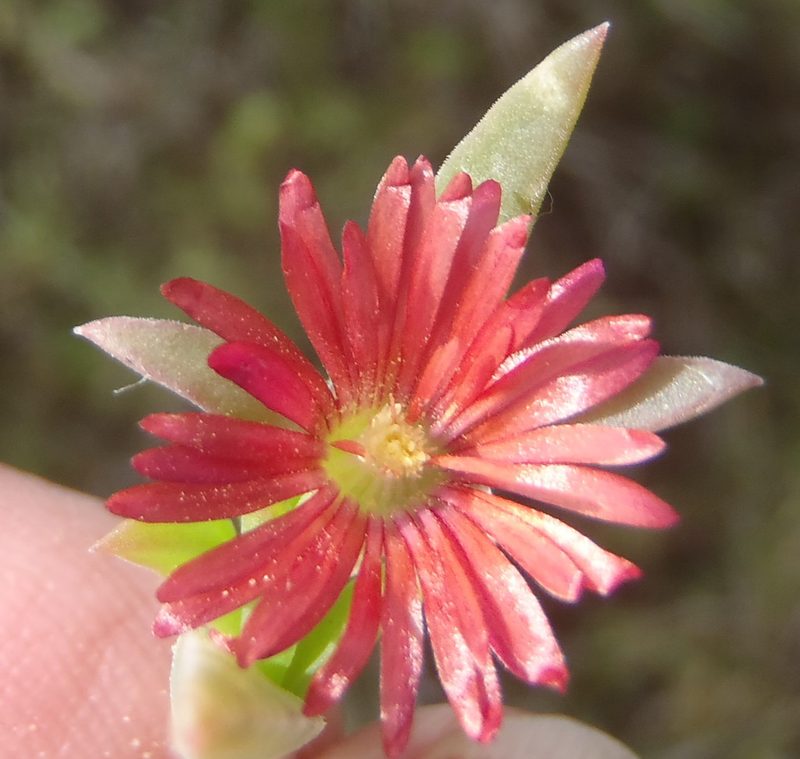 Delosperma acuminatum, photographed by Nicola van Berkel