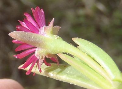Delosperma acuminatum, photographed by Nicola van Berkel