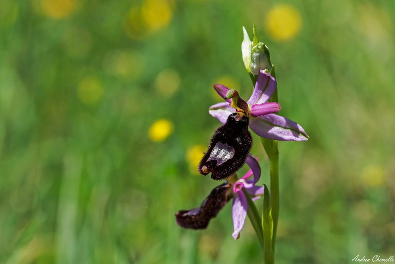Ophrys bertolonii, photographed by Andrea Chemello