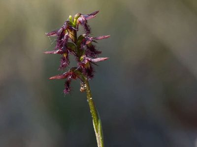 Genoplesium morrisii, photographed by Lorraine Phelan