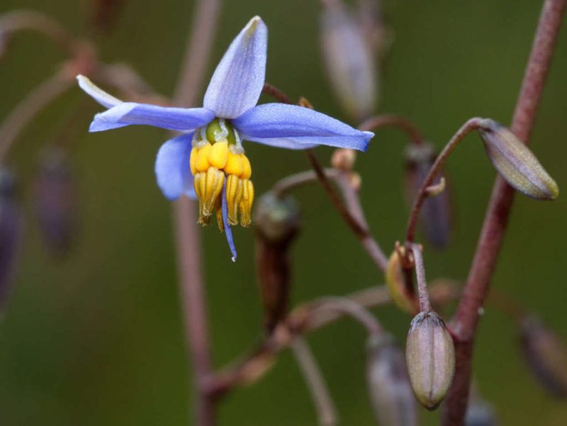 Dianella callicarpa, photographed by Lorraine Phelan
