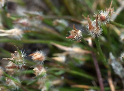 Centrolepis fascicularis, photographed by Lorraine Phelan