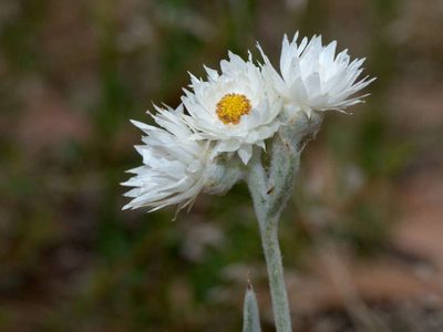 Argentipallium blandowskianum, photographed by Lorraine Phelan