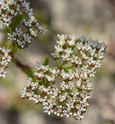 Paronychia erecta, photographed by Amber M. King