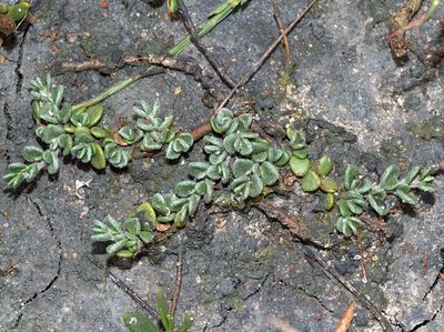 Wilsonia rotundifolia, photographed by Lorraine Phelan