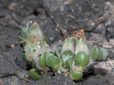 Wilsonia rotundifolia, photographed by Lorraine Phelan