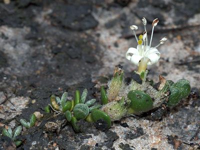 Wilsonia rotundifolia, photographed by Lorraine Phelan