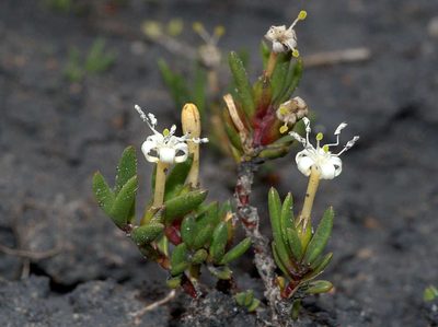 Wilsonia backhousei, photographed by Lorraine Phelan