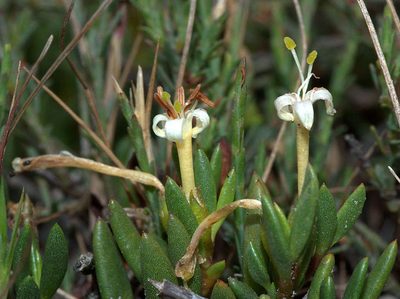 Wilsonia backhousei, photographed by Lorraine Phelan