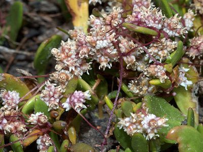 Cuscuta planiflora, photographed by Lorraine Phelan
