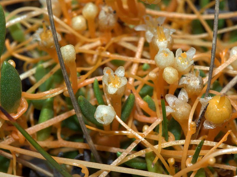 Cuscuta tasmanica, photographed by Lorraine Phelan