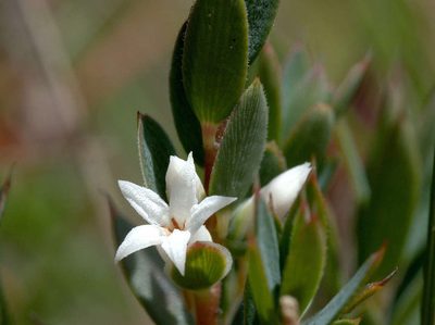Brachyloma ciliatum, photographed by Lorraine Phelan