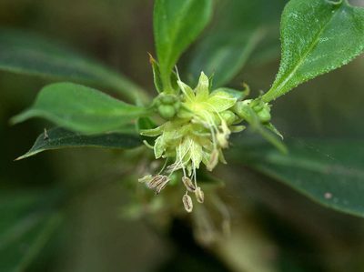 Coprosma hirtella, photographed by Lorraine Phelan