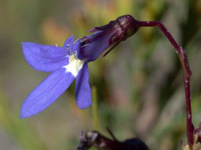Lobelia rhombifolia, photographed by Lorraine Phelan