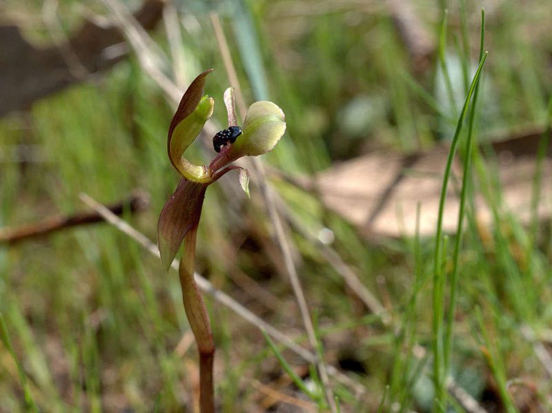 Chiloglottis trapeziformis, photographed by Lorraine Phelan