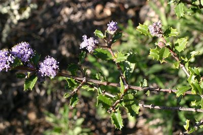 Ceanothus divergens, photographed by Peter Warner