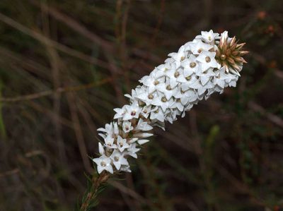 Epacris lanuginosa, photographed by Lorraine Phelan