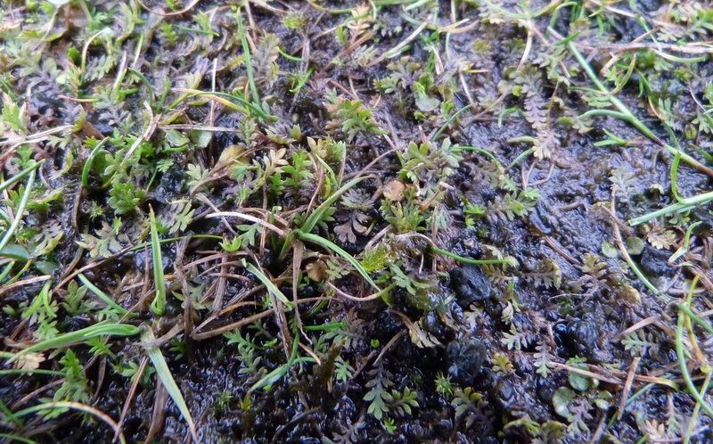 Leptinella dispersa, photographed by Colin Meurk