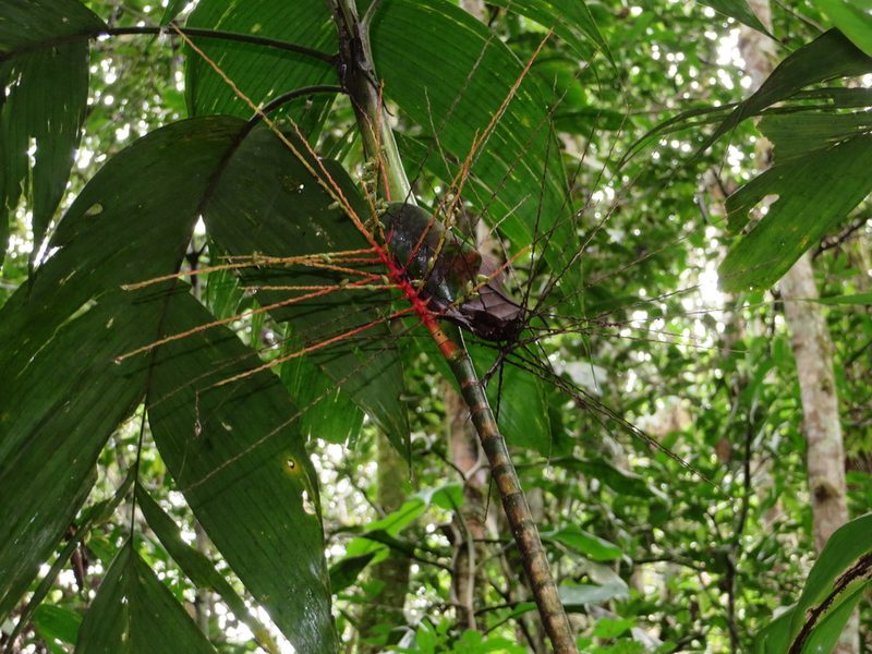 Hyospathe elegans, photographed by Jens-Christian Svenning