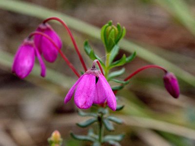 Tetratheca bauerifolia, photographed by Lorraine Phelan