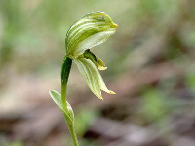 Pterostylis smaragdyna, photographed by Lorraine Phelan