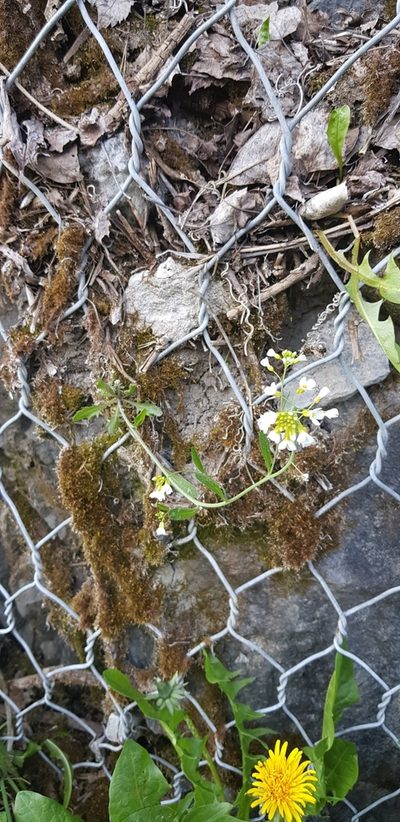 Arabidopsis suecica, photographed by Ilkka Tuunainen